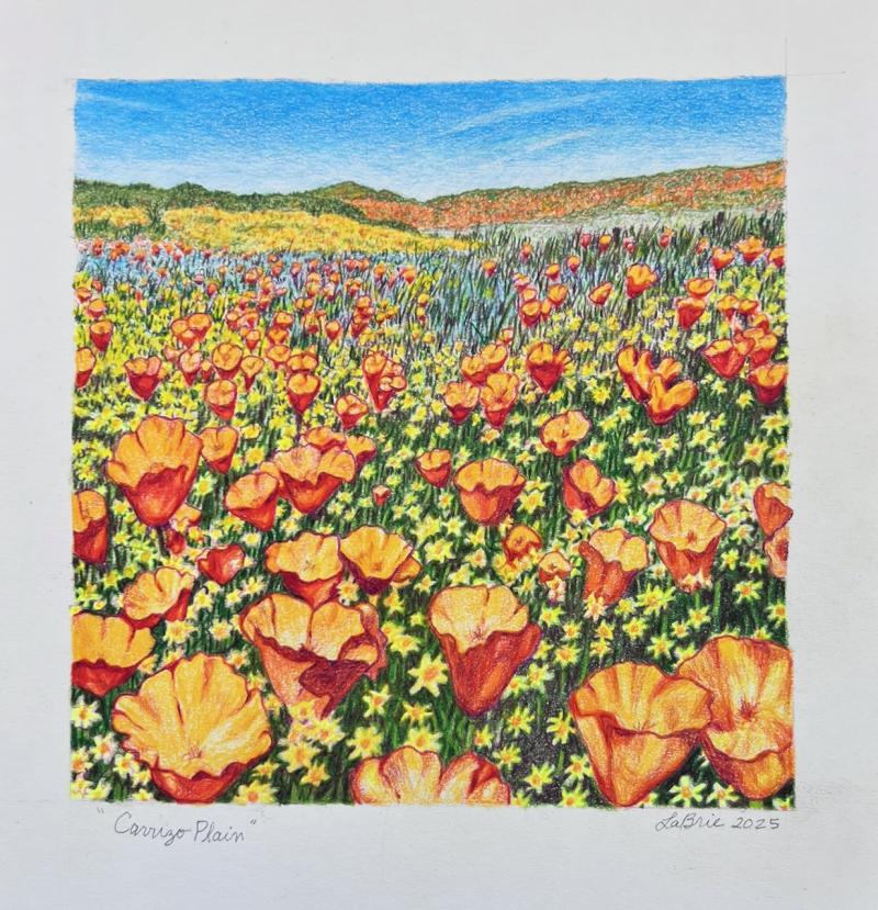 Carrizo Plaincolored pencil, 2025