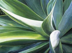 Agave 9 x 13 inches, oil on board, 2005