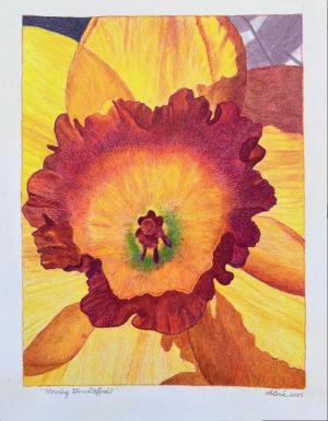 Morning Glory Daffodilcolored pencil, 2025