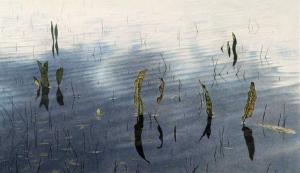 Still Life, Abbott's Lagoon 14 x 24 inches, lithograph, 19841984-12-01